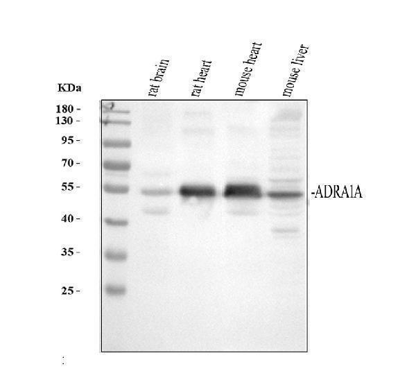 pb9752 adra1a primary antibodies wb testing 1