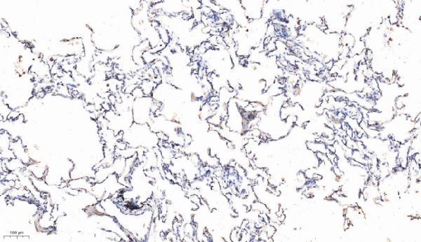pb9755 bik primary antibodies ihc testing 4