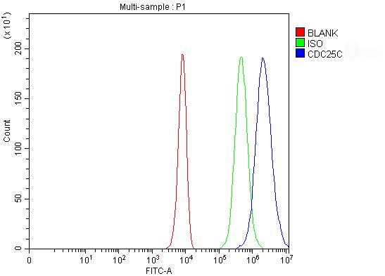 Flow Cytometry analysis of K562 cells using anti-Cdc25C antibody (PB9756)