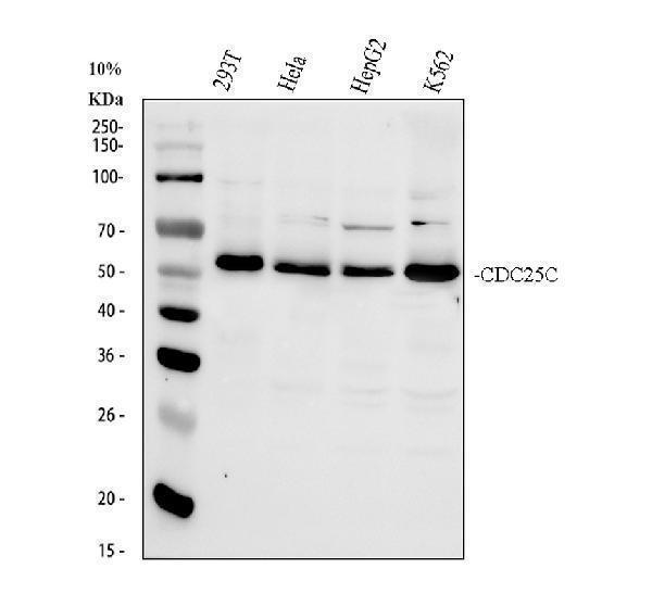 Western blot analysis of Cdc25C using anti-Cdc25C antibody (PB9756)
