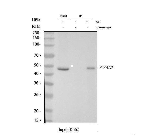 pb9758 eif4a2 primary antibodies ip testing 1