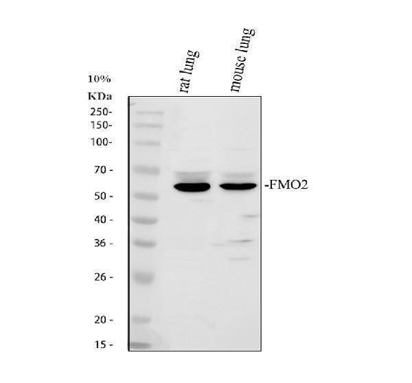 pb9760 fmo2 primary antibodies wb testing 1