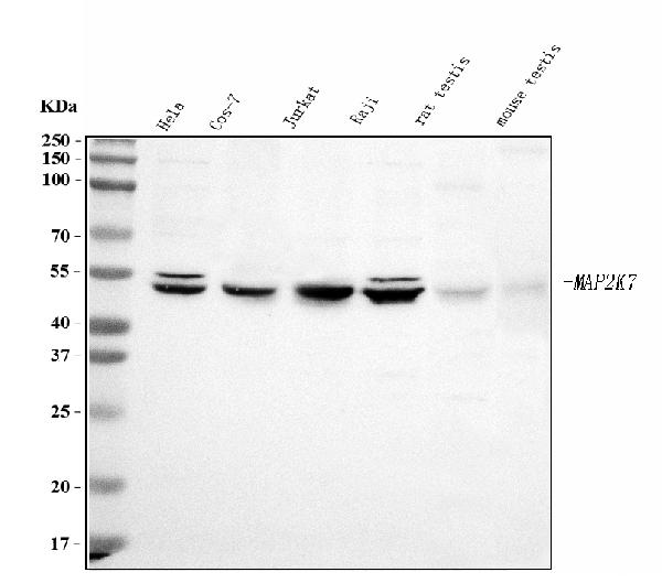 Western blot analysis of MEK7/MAP2K7 using anti-MEK7/MAP2K7 antibody (PB9764).