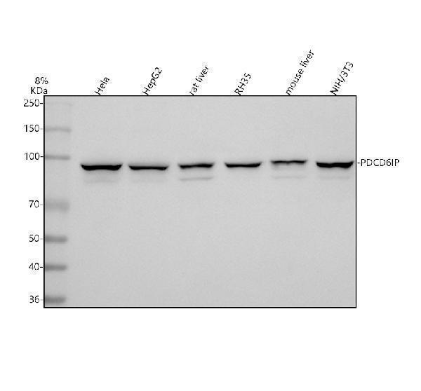  Western blot analysis of ALIX using anti-ALIX antibody (PB9770)