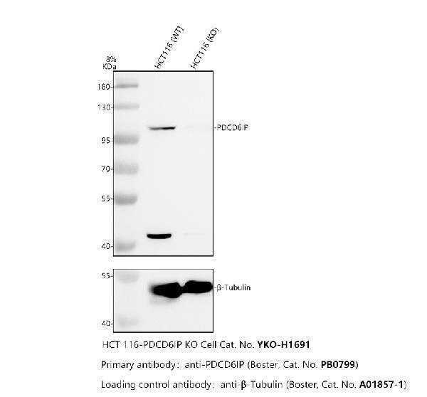 Western blot analysis of Alix/PDCD6IP using anti-Alix/PDCD6IP antibody (PB9770)