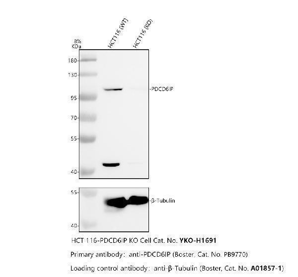pb9770 pdcd6ip primary antibodies wb testing 2_1