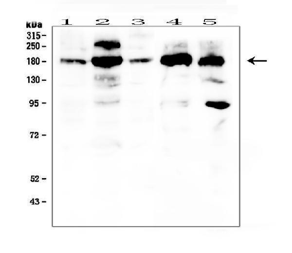 pb9771 1_1