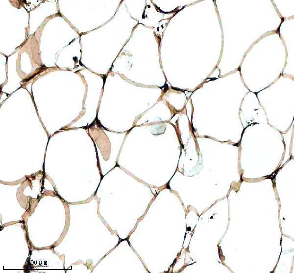 pb9771 ihc 2