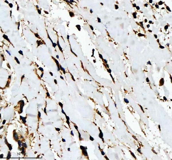 pb9771 ihc 3
