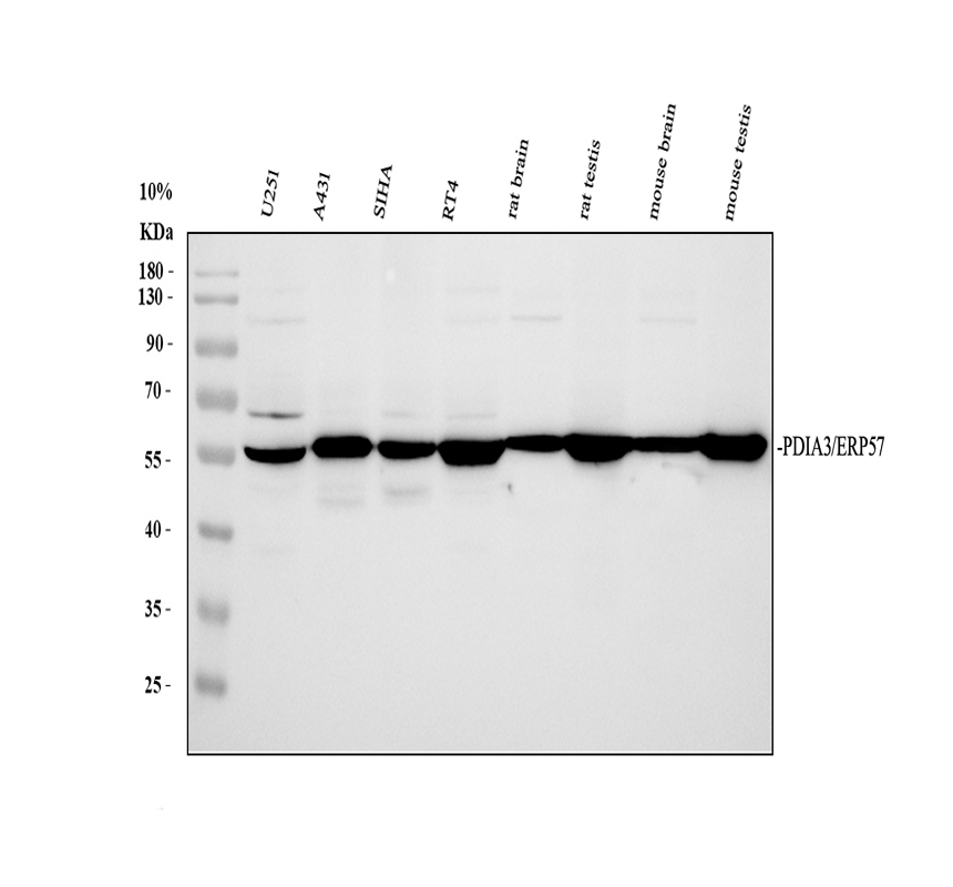 Western blot analysis of ERp57 using anti-ERp57 antibody (PB9772)