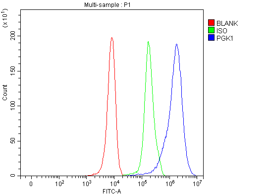 Figure 3. Flow Cytometry analysis of 293T cells using anti-PGK1 antibody (PB9774). Overlay histogram showing 293T cells stained with PB9774 (Blue line). To facilitate intracellular staining, cells were fixed with 4% paraformaldehyde and permeabilized with permeabilization buffer. The cells were blocked with 10% normal goat serum. And then incubated with rabbit anti-PGK1 Antibody (PB9774, 1 microg/1x106 cells) for 30 min at 20°C. DyLight®488 conjugated goat anti-rabbit IgG (BA1127, 5-10 microg/1x106 cells) was used as secondary antibody for 30 minutes at 20°C. Isotype control antibody (Green line) was rabbit IgG (1 microg/1x106) used under the same conditions. Unlabelled sample without incubation with primary antibody and secondary antibody (Red line) was used as a blank control. Figure 3. Flow Cytometry analysis of 293T cells using anti-PGK1 antibody (PB9774). Overlay histogram showing 293T cells stained with PB9774 (Blue line). To facilitate intracellular staining, cells were fixed with 4% paraformaldehyde and permeabilized with permeabilization buffer. The cells were blocked with 10% normal goat serum. And then incubated with rabbit anti-PGK1 Antibody (PB9774, 1 microg/1x106 cells) for 30 min at 20°C. DyLight®488 conjugated goat anti-rabbit IgG (BA1127, 5-10 microg/1x106 cells) was used as secondary antibody for 30 minutes at 20°C. Isotype control antibody (Green line) was rabbit IgG (1 microg/1x106) used under the same conditions. Unlabelled sample without incubation with primary antibody and secondary antibody (Red line) was used as a blank control.