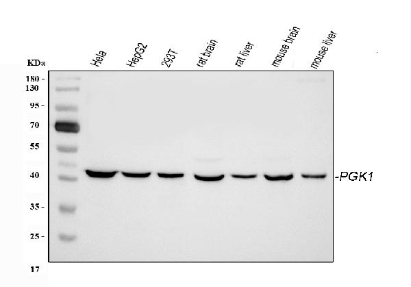 Figure 1. Western blot analysis of PGK1 using anti-PGK1 antibody (PB9774). Electrophoresis was performed on a 5-20% SDS-PAGE gel at 70V (Stacking gel) / 90V (Resolving gel) for 2-3 hours. The sample well of each lane was loaded with 30 ug of sample under reducing conditions. Lane 1: human Hela whole cell lysates, Lane 2: human HepG2 whole cell lysates, Lane 3: human 293T whole cell lysates, Lane 4: rat brain tissue lysates, Lane 5: rat liver tissue lysates, Lane 6: mouse brain tissue lysates, Lane 7: mouse liver tissue lysates. After electrophoresis, proteins were transferred to a nitrocellulose membrane at 150 mA for 50-90 minutes. Blocked the membrane with 5% non-fat milk/TBS for 1.5 hour at RT. The membrane was incubated with rabbit anti-PGK1 antigen affinity purified polyclonal antibody (Catalog # PB9774) at 0.5 microg/mL overnight at 4°C, then washed with TBS-0.1%Tween 3 times with 5 minutes each and probed with a goat anti-rabbit IgG-HRP secondary antibody at a dilution of 1:5000 for 1.5 hour at RT. The signal is developed using an Enhanced Chemiluminescent detection (ECL) kit (Catalog # EK1002) with Tanon 5200 system. A specific band was detected for PGK1 at approximately 43 kDa. The expected band size for PGK1 is at 43 kDa.