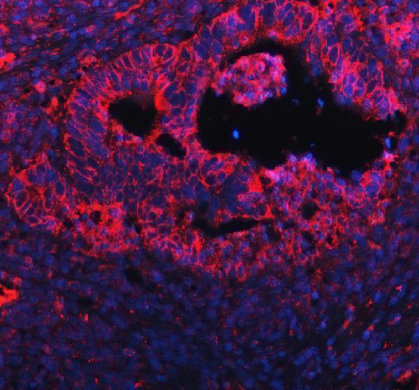 pb9775 pgrmc1 primary antibodies if testing 1