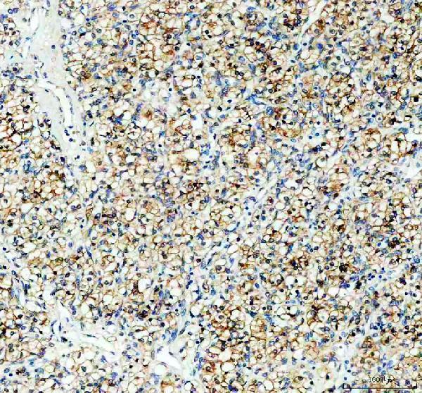 pb9775 pgrmc1 primary antibodies ihc testing 2