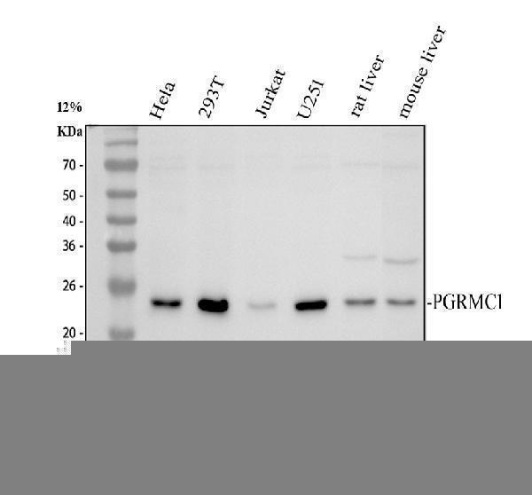 pb9775 pgrmc1 primary antibodies wb testing 1