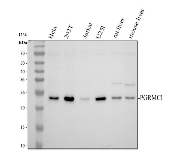 pb9775 pgrmc1 primary antibodies wb testing 1_1