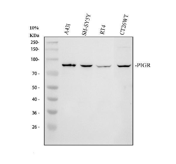 pb9776 pigr primary antibodies wb testing 1_1