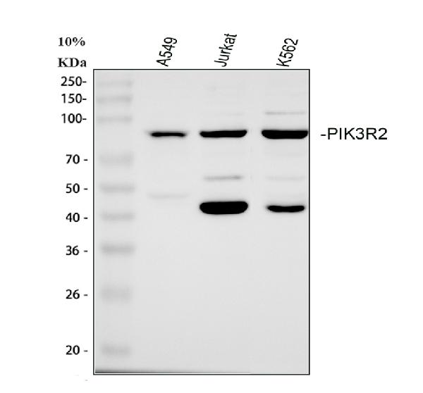pb9777 pik3r2 primary antibodies wb testing 1_1