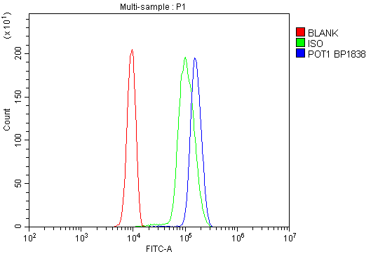 Figure 2. Flow Cytometry analysis of U937 cells using anti-POT1 antibody (PB9780). Overlay histogram showing U937 cells stained with PB9780 (Blue line). To facilitate intracellular staining, cells were fixed with 4% paraformaldehyde and permeabilized with permeabilization buffer. The cells were blocked with 10% normal goat serum. And then incubated with rabbit anti-POT1 Antibody (PB9780,1microg/1x106 cells) for 30 min at 20°C. DyLight®488 conjugated goat anti-rabbit IgG (BA1127, 5-10microg/1x106 cells) was used as secondary antibody for 30 minutes at 20°C. Isotype control antibody (Green line) was rabbit IgG (1microg/1x106) used under the same conditions. Unlabelled sample without incubation with primary antibody and secondary antibody (Red line) was used as a blank control.