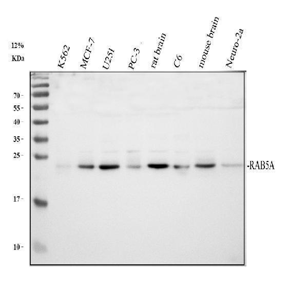 Western blot analysis of RAB5A using anti-RAB5A antibody (PB9787)