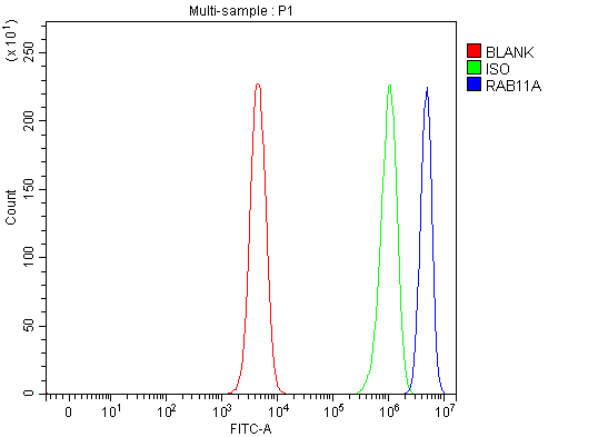 pb9789 rab11a primary antibodies fcm testing 1
