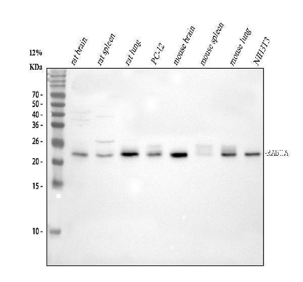 Western blot analysis of Rab11A using anti-Rab11A antibody (PB9789)
