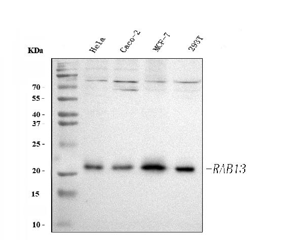 Western blot analysis of RAB13 using anti-RAB13 antibody (PB9790).