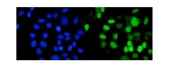 pb9797 rbap48 primary antibodies if testing 12