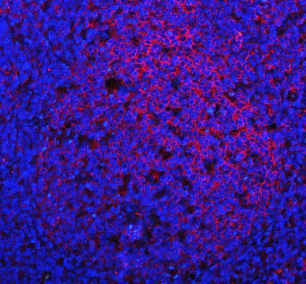 pb9800 cd19 primary antibodies if testing 1