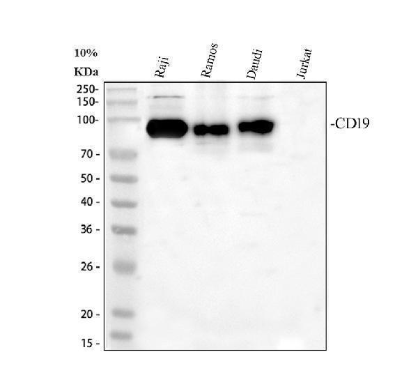 pb9800 cd19 primary antibodies wb testing 1