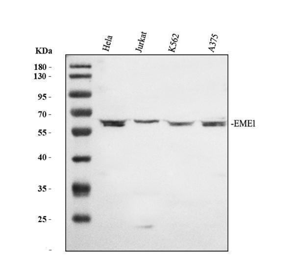 pb9804 eme1 primary antibodies wb testing 1