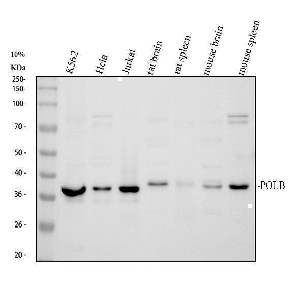 pb9812 polb primary antibodies wb testing 1