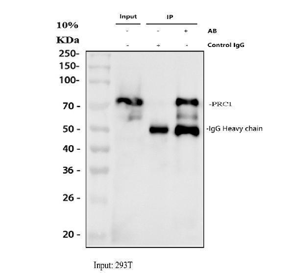 pb9814 prc1 primary antibodies ip testing 1