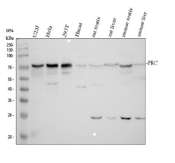 pb9814 prc1 primary antibodies wb testing 1