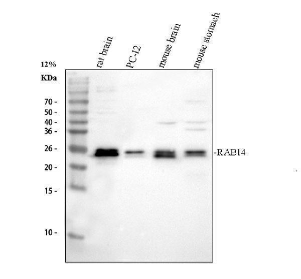 pb9815 rab14 primary antibodies wb testing 2
