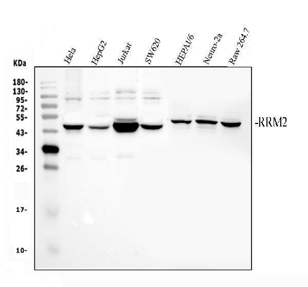 Western blot analysis of RRM2 using anti-RRM2 antibody (PB9817)