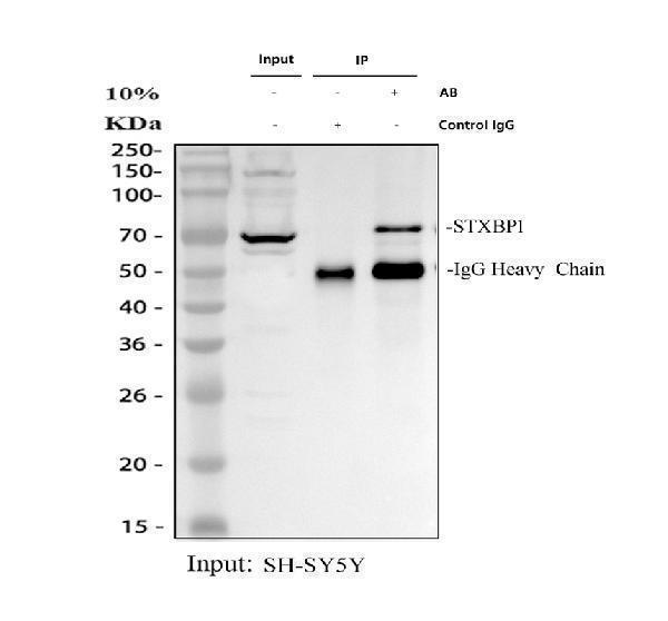pb9819 stxbp1 primary antibodies ip testing 1