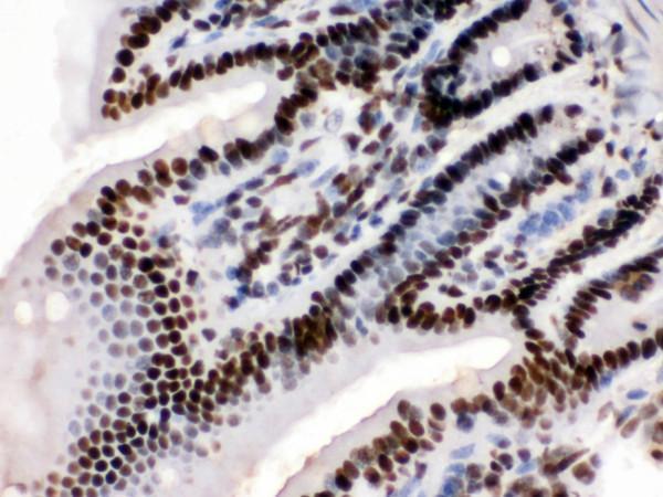 pb9835 2 ihc anti kap1 picoband antibody