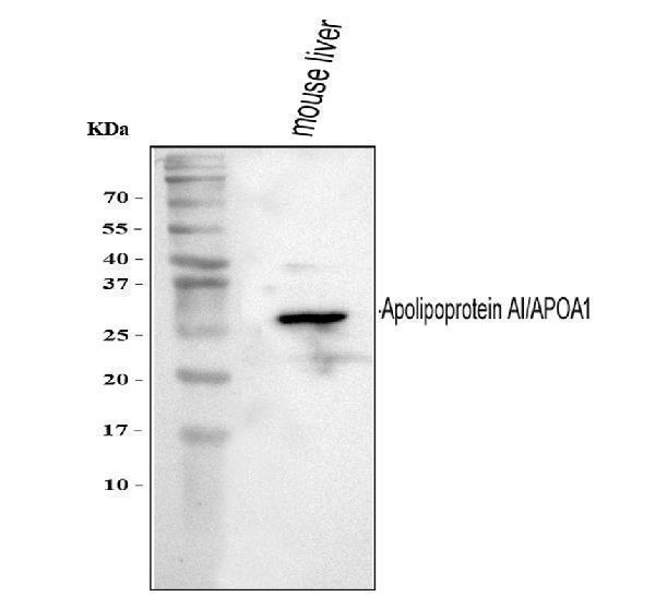  Western blot analysis of APOA1 using anti-APOA1 antibody (PB9844)