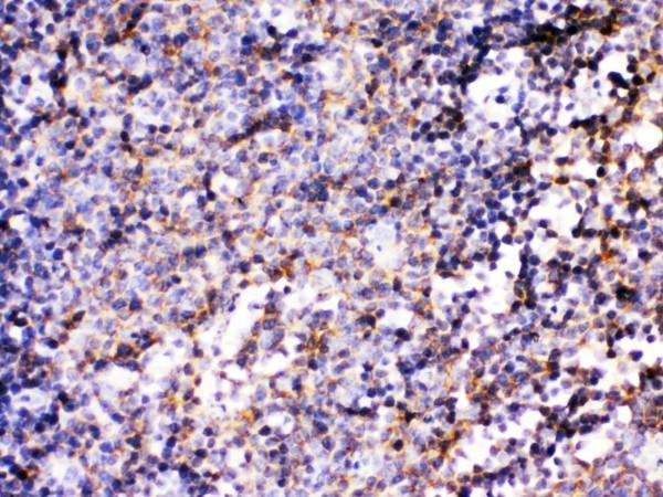 pb9846 2 ihc anti bcar3 picoband antibody