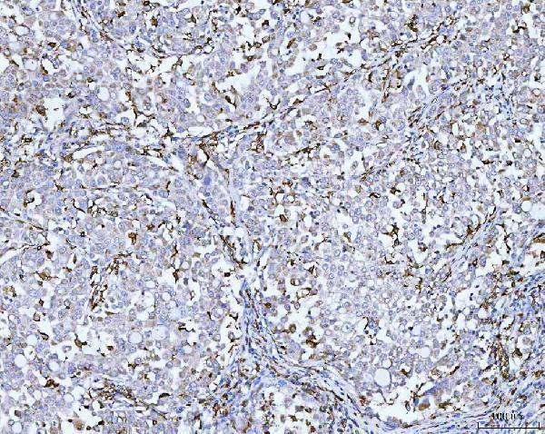pb9847 cd14 primary antibodies ihc testing 3