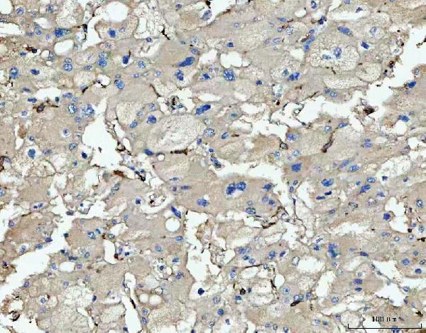 pb9847 cd14 primary antibodies ihc testing 4