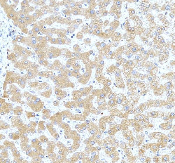 pb9853 cp primary antibodies ihc testing 4
