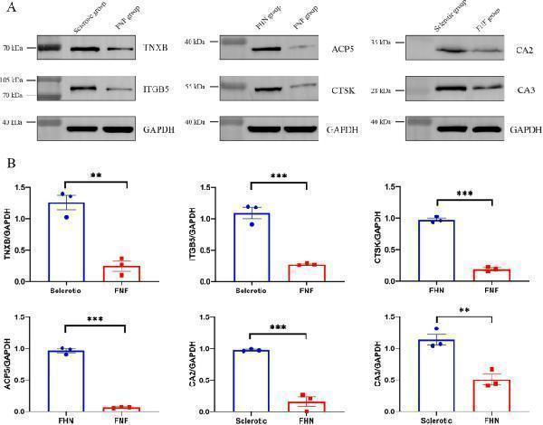 pb9856 41598_2024_63837_fig6_html