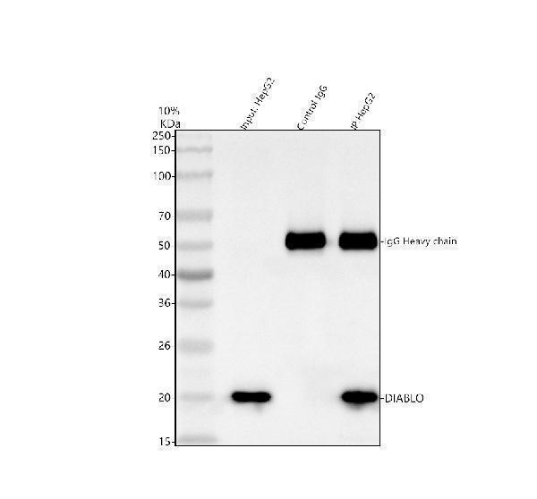 pb9860 diablo primary antibodies ip testing 1