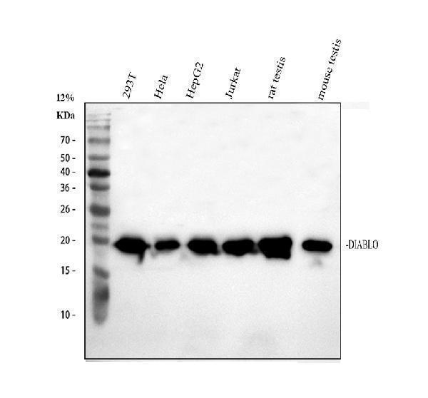 pb9860 diablo primary antibodies wb testing 1