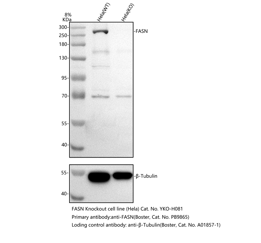pb9865 fasn primary antibodies wb testing 3