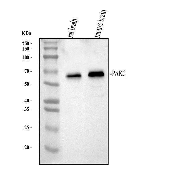 pb9877 pak3 primary antibodies wb testing 1