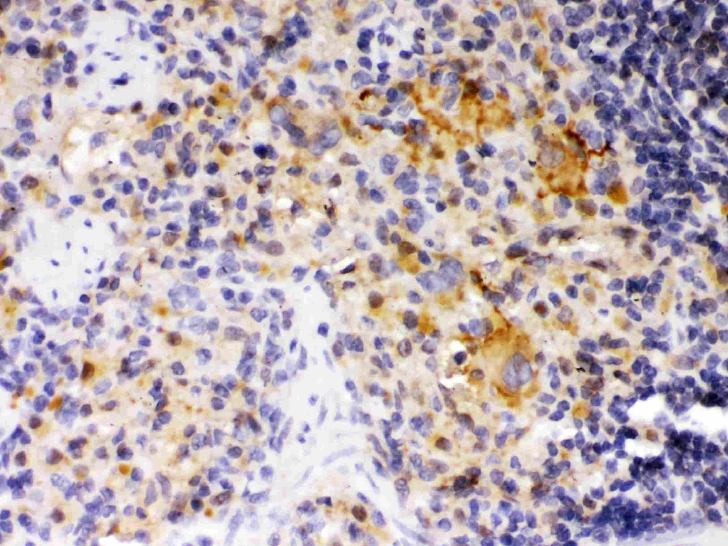 Anti-SKAP55/SKAP1 Antibody Picoband&reg;