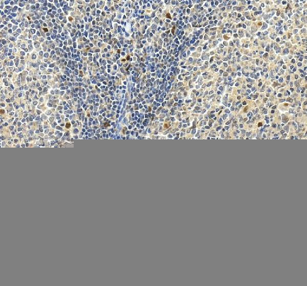 pb9890 skap1 primary antibodies ihc testing 3